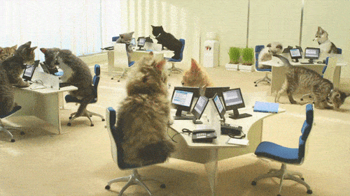 Image animée d'un open space d'un service client où les agents sont des chats.